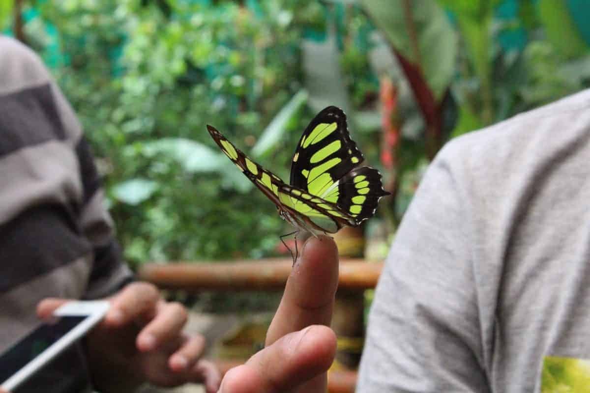 Activiteiten 43 Excursion-Mindo: