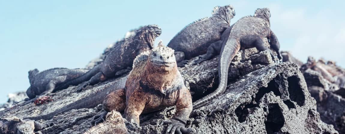 The Islands Travel in Ecuador and Galapagos