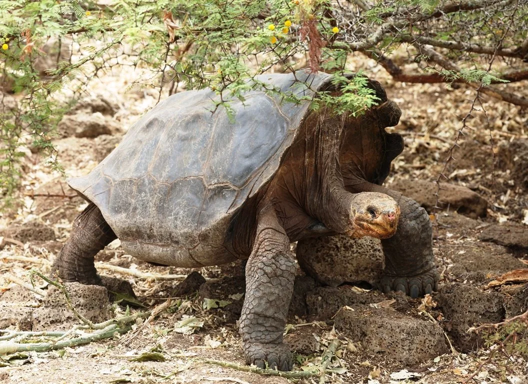 "Our second trip to Ecuador ..." 2 blog vancoillie 001